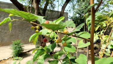 Malvaceae familyasından, genellikle falsa olarak bilinen, Grewia asiatica 'nın olgunlaşmamış yeşil meyveleriyle küçük yeşil bir bitki. Grewia celtidifolia, bir zamanlar erkek organın çeşitli türleri olarak kabul edilirken, şimdi ayrı bir tür olarak tanınmaktadır.