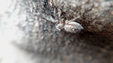 Benzersiz bir makro yakın plan, ağaç gövdesinde bir örümceğin makro mercekle yakalanmış, kamuflaj renklerinde kusursuz bir şekilde harmanlandığını gösteriyor.