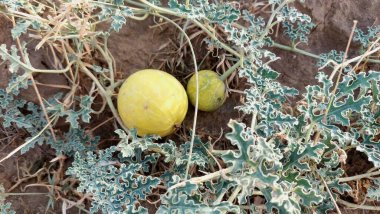 Punjab 'daki Citrullus colocynthis (kortuma ya da haromba olarak da bilinir) bitkisinin iki yabani meyvenin yakın görüntüsü, belirgin yeşil desenlerini ve çöle adapte edilmiş yapraklarını göstermektedir.