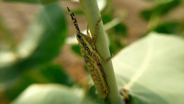 Canlı sarı ve siyah çekirge, uzun antenleri ve bacakları çarpıcı bir yakın çekim görüntüsüyle Calotropis (Ak / Baweera) bitkisine tutunur.