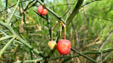 Capparaceae ailesinin esnek bir tıbbi çalısı olan Capparaceae desidua (karira) bitkisinin taze meyveleri, Asya, Afrika ve Suudi Arabistan 'ın kurak bölgelerinde bulunur.