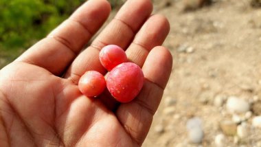 Capparaceae ailesinin esnek bir tıbbi çalısı olan Capparaceae desidua (karira) bitkisinin taze meyveleri, Asya, Afrika ve Suudi Arabistan 'ın kurak bölgelerinde bulunur.