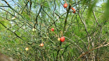 Capparaceae ailesinin esnek bir tıbbi çalısı olan Capparaceae desidua (karira) bitkisinin taze meyveleri, Asya, Afrika ve Suudi Arabistan 'ın kurak bölgelerinde bulunur.