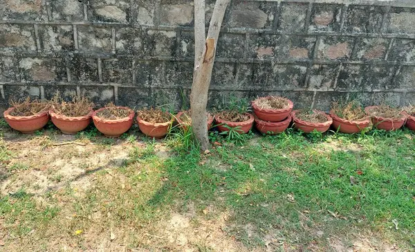 Bir sıra terakotta veya kil saksısı, bazıları kurumuş bitkiler içerirken, diğerleri hala sağlıklı, yeşil olanları tutuyor, doğal kil kaplarındaki çeşitli bitki koşullarını yansıtıyor.