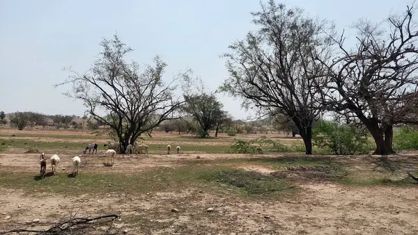 Koyunlar, Punjab 'da sıcak bir yaz gününde, kuru ve engebeli bir zemin oluşturan ağaçlarla sert güneşin altında otluyor.