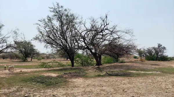 Koyunlar, Punjab 'da sıcak bir yaz gününde, kuru ve engebeli bir zemin oluşturan ağaçlarla sert güneşin altında otluyor.