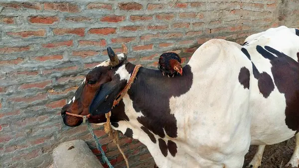Siyah benekli beyaz bir inek başının etrafında bir halatla sakince durur, koyu kahverengi bir tavuk ise sırtına tüneyerek büyüleyici bir kırsal manzara oluşturur.