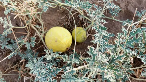 Punjab 'daki Citrullus colocynthis (kortuma ya da haromba olarak da bilinir) bitkisinin iki yabani meyvenin yakın görüntüsü, belirgin yeşil desenlerini ve çöle adapte edilmiş yapraklarını göstermektedir.