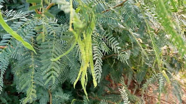 Neltuma juliflora bitkisindeki (eskiden Prosopis juliflora) yeşil tohum kapsüllerinin yakın görüntüsü, Fabaceae ailesinden, kurak iklimlerdeki dayanıklılığıyla tanınan dayanıklı mesquite türü.
