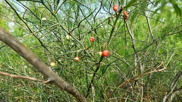Capparaceae ailesinin esnek bir tıbbi çalısı olan Capparaceae desidua (karira) bitkisinin taze meyveleri, Asya, Afrika ve Suudi Arabistan 'ın kurak bölgelerinde bulunur.