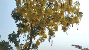Cassia fistülünden sarkan bir demet sarı çiçek. Ayrıca altın duş, arınma musluğu, Hint laburnumu, kani konna ya da puding piposu ağaçları olarak da bilinir. Parlak, çağlayan kümeler ve narin taç yaprakları.