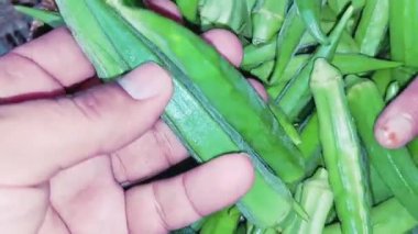 Closeup view of fresh, lush green lady finger (bhindi), showcasing its healthy texture and natural shine, commonly used in South Asian cooking