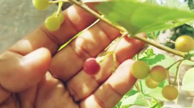 Malvaceae familyasından, genellikle falsa olarak bilinen, Grewia asiatica 'nın olgunlaşmamış yeşil meyveleriyle küçük yeşil bir bitki. Grewia celtidifolia, bir zamanlar erkek organın çeşitli türleri olarak kabul edilirken, şimdi ayrı bir tür olarak tanınmaktadır.