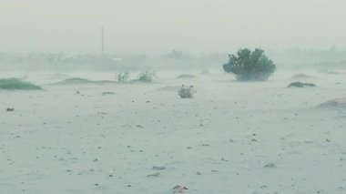 Video klipte çölde hızla hareket eden tozlu bir kum fırtınası görülüyor. Güçlü rüzgarlar çöl bitkilerini yoğun bir şekilde eğip çırpıyor.