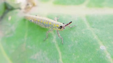 Canlı sarı ve siyah çekirge, uzun antenleri ve bacakları çarpıcı bir yakın çekim görüntüsüyle Calotropis (Ak / Baweera) bitkisine tutunur.