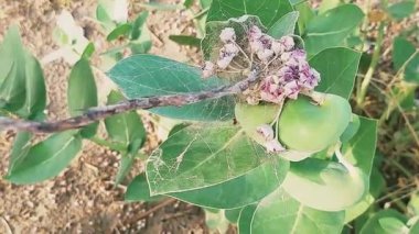 Bir Calotropis bitkisinin yaprakları üzerine kurulmuş büyük, kalın bir örümcek ağı, bazı kuru yapraklar ve ağa dolanmış Calotropis çiçekleri, çarpıcı ve doğal bir manzara yaratıyor.
