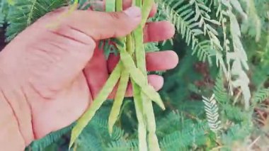 Neltuma juliflora bitkisindeki (eskiden Prosopis juliflora) yeşil tohum kapsüllerinin yakın görüntüsü, Fabaceae ailesinden, kurak iklimlerdeki dayanıklılığıyla tanınan dayanıklı mesquite türü.