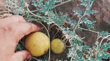 Punjab 'daki Citrullus colocynthis (kortuma ya da haromba olarak da bilinir) bitkisinin iki yabani meyvenin yakın görüntüsü, belirgin yeşil desenlerini ve çöle adapte edilmiş yapraklarını göstermektedir.