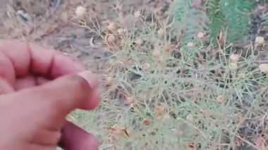 Harmal bitkisinin (Peganum harmala), Urduca ve Hintçe 'de Harmal olarak bilinen ve geleneksel tıp ve Güney Asya' da Sufi ayinlerinde kullanılan kutsal bir bitki olan Isband veya Syzgand olarak da bilinen tohumlarının yakın görüntüsü