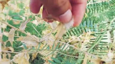 Kartaca 'nın güzel çiçekleri ve dikenli bitkileri yerel olarak pohli, satianasi ya da kandiari olarak bilinir. Yakından çekilen, kurak arazideki vahşi ve dirençli doğasını vurgular.