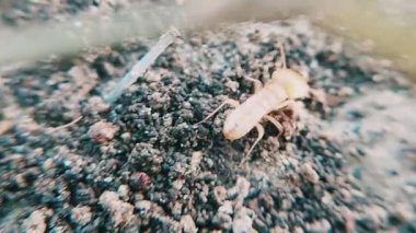 Makro yakın çekim video klibi, yuvasında kum ve toprak malzemesinden yapılmış, parçalanmış gövdesini ve dokulu yüzey boyunca aktif hareketini vurgulayan büyük boyutlu bir termit gösteriyor.