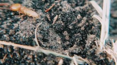Makro yakın çekim video klibi, yuvasında kum ve toprak malzemesinden yapılmış, parçalanmış gövdesini ve dokulu yüzey boyunca aktif hareketini vurgulayan büyük boyutlu bir termit gösteriyor.