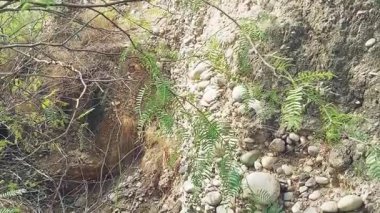 Punjab 'ın kırsal kesimindeki yağmur suyu akışının yarattığı doğal taş oluşumları, zamanla şekillenen erozyon kalıplarını ve toprak dokularını gösteriyor.