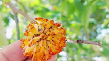 Bir el, kırmızı uçlu taç yapraklarıyla dikenli, boru şeklinde bir yapıya sahip Paper Mulberry 'nin (Broussonetia papyrifera) canlı turuncu çiçeğini tutar, eşsiz ve çarpıcı görünümünü ön plana çıkarır.