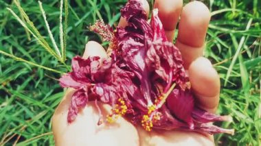 Güzel kurumuş amber çiçekleri ellerinde, koyu kırmızı renklerini ve kırışık yapraklarını sergiliyorlar, sıklıkla bitki çayı ve doğal çareler için kullanılıyorlar.