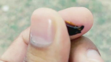 Parlak yüzeyi ve geleneksel bitkisel ilaçlarda kullanımıyla bilinen Amaltas ağacının (Cassia fistula) kurumuş, camsı tohumlarına yakın çekim