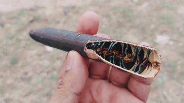Amaltas ağacının (Cassia fistula) yarı siyah kuru tohum kapsülünün yakın görüntüsü, parlak kahverengi tohumları çıkarılmış ve sergilenmiş, doğal tıbbi ve süs değeri sergilenmektedir.
