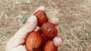 Güzel kuru kırmızı betel fındıkları veya areca fındıkları, tropikal bölgelerde yaygın olarak bulunur ve Asya genelinde kültürel, geleneksel ve çiğneme uygulamalarında yaygın olarak kullanılır.
