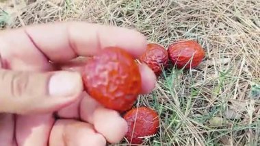 Güzel kuru kırmızı betel fındıkları veya areca fındıkları, tropikal bölgelerde yaygın olarak bulunur ve Asya genelinde kültürel, geleneksel ve çiğneme uygulamalarında yaygın olarak kullanılır.