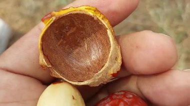 Beautiful dry red betel nuts or areca nuts, complete nuts, one empty shell, and one extracted internal seed displayed together