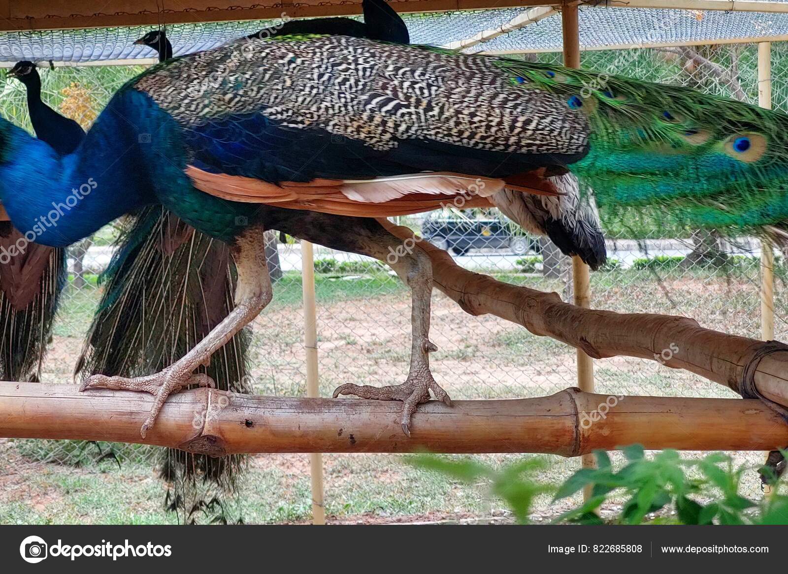 Fotos de Postura del pavo real de stock, image size:1600x1166