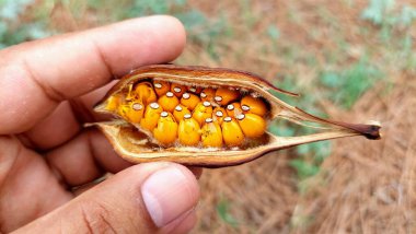Bir el Brachychiton populneus 'un kurumuş tohum kapsülünü tutuyor, içinde sayısız turuncu-sarı tohum var, her birinde küçük beyaz bir nokta var.