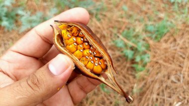 Bir el Brachychiton populneus 'un kurumuş tohum kapsülünü tutuyor, içinde sayısız turuncu-sarı tohum var, her birinde küçük beyaz bir nokta var.