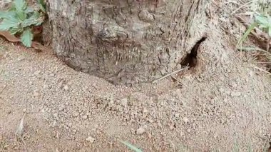 Yeşil çim bıçaklarıyla çevrili, rahatsız bir toprak yığını ve küçük tünellere sahip bir karınca yuvası. Siyah karıncalar girişe doğru aktif olarak hareket ediyorlar.