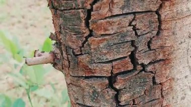 Derin desenli, çatlak kabuklu, kahverengi ve kırmızımsı kahverengilerin çeşitli tonlarını gösteren, dikey ve yatay olarak uzanan belirgin çatlakları olan bir ağaç gövdesi.