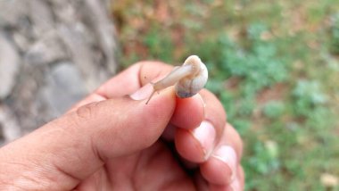 Konik kabuklu küçük bir salyangoz, yumuşak gövdesi yayılmış ve dokunaçları açıkça görülüyor, yavaşça hareket ediyor.