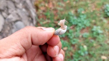 Konik kabuklu küçük bir salyangoz, yumuşak gövdesi yayılmış ve dokunaçları açıkça görülüyor, yavaşça hareket ediyor.