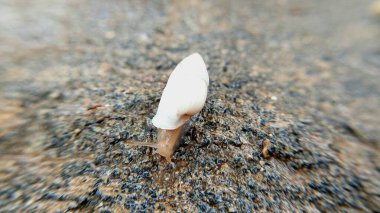 Konik kabuklu küçük bir salyangoz, yumuşak gövdesi yayılmış ve dokunaçları açıkça görülüyor, yavaşça hareket ediyor.