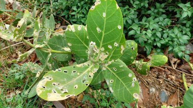 Yeşil yapraklı kalotrop bitkisi sayısız delik ve renk değişiminden zarar görmüş. Bu da böceklerin beslendiğini ya da bitki hastalığının muhtemel olduğunu gösteriyor.