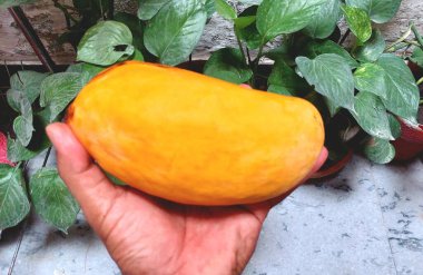 Pakistan, Punjab 'dan taze, olgun, ekstra büyük sarı bir mangoyu tutan bir el canlı rengini ve etkileyici boyutunu sergiliyor.