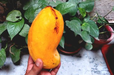 Pakistan, Punjab 'dan taze, olgun, ekstra büyük sarı bir mangoyu tutan bir el canlı rengini ve etkileyici boyutunu sergiliyor.