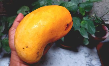 Pakistan, Punjab 'dan taze, olgun, ekstra büyük sarı bir mangoyu tutan bir el canlı rengini ve etkileyici boyutunu sergiliyor.