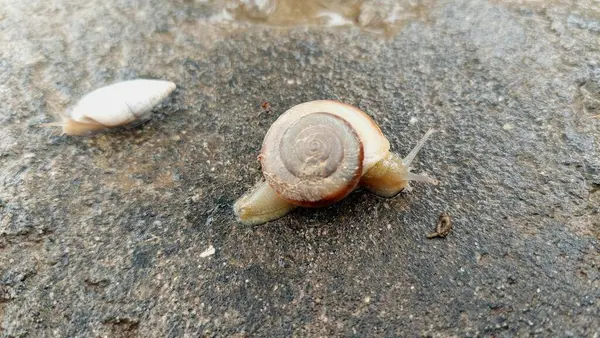 Büyük bir spiral kabuklu salyangoz ve konik kabuklu bir salyangoz ıslak bir yüzeyde yavaşça hareket ediyorlar, her ikisi de yumuşak vücutları kabuklarından dışarı doğru uzanıyor.