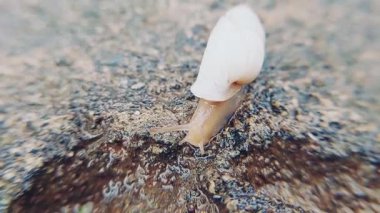 Konik kabuklu küçük bir salyangoz, yumuşak gövdesi yayılmış ve dokunaçları açıkça görülüyor, yavaşça hareket ediyor.