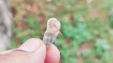 Konik kabuklu küçük bir salyangoz, yumuşak gövdesi yayılmış ve dokunaçları açıkça görülüyor, yavaşça hareket ediyor.