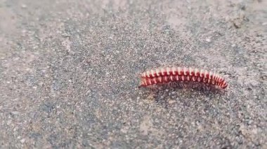 Muhtemelen çiftleşen iki Polydesmida kırkayağının yakın görüntüsü, sarı bantlarla işaretlenmiş kırmızı-kahverengi vücutları ve sayısız bacakları açıkça görülüyor.